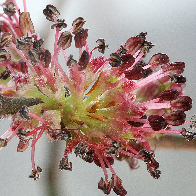 Elm (Orme) - Fleurs de Bach