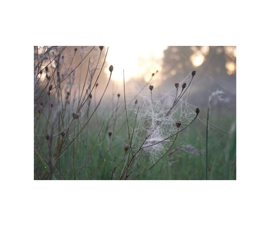 lumiere - matin - brume - toile d'araignee - herbe - Gratitude - copyright - JessicaSarapoff