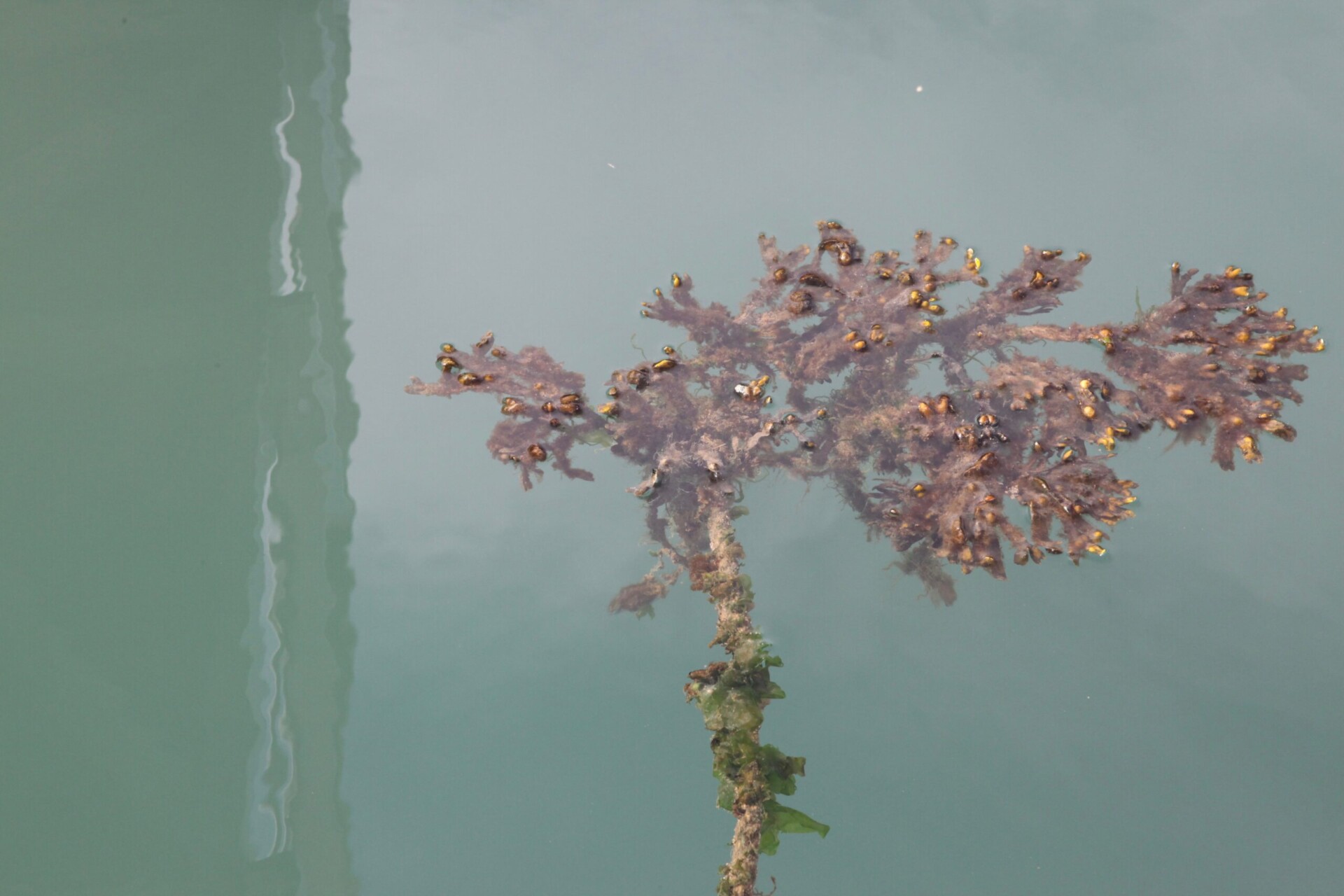 visual-haiku-algue-eau-miksang-photographie-contemplative-copyright-jessica-sarapoff